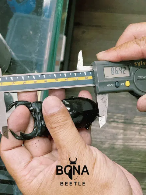 adult_length_caliper