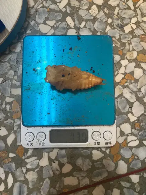 general_log