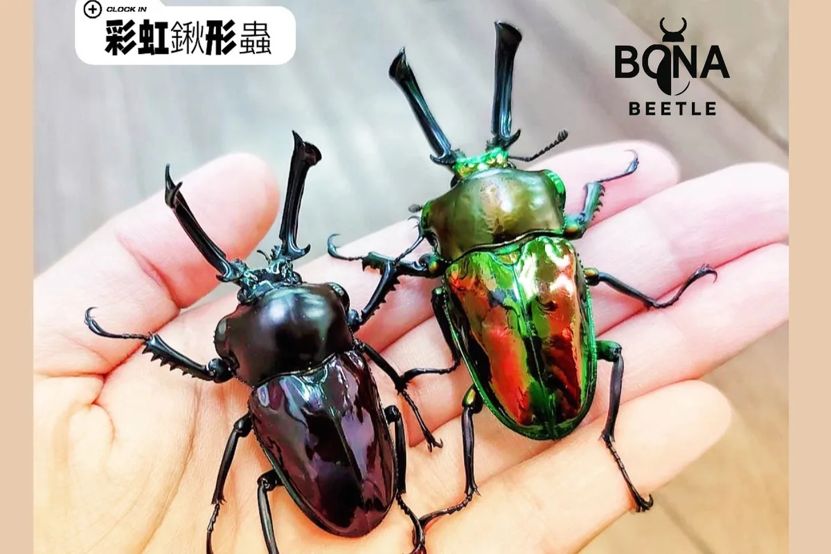 彩虹鍬形蟲物種代表圖