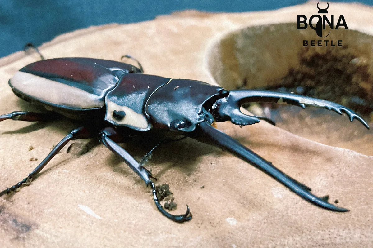 野牛鋸鍬形蟲(C亞種)物種代表圖